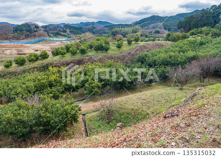 Citrus orchard near Takamatsuzuka Tomb, Asuka Village, Nara Prefecture Citrus orchard near Takamatsuzuka Tomb, Asuka Village, Nara Prefecture 135315032