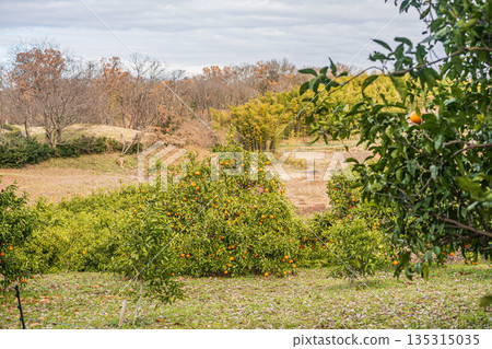 Citrus farm in Asuka Village, Nara Prefecture 135315035