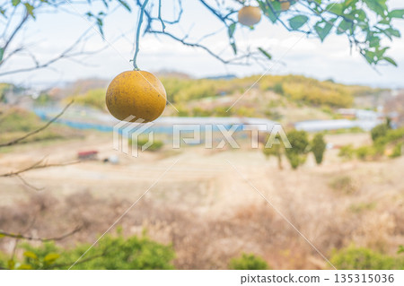 柑橘類水果，奈良縣飛鳥村 135315036