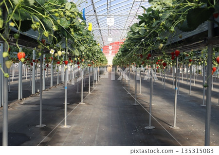 草莓採摘、草莓農場、溫室種植、一月、季節、家人、朋友、維生素、紅色、水果 草莓採摘、草莓農場、溫室種植、一月、季節、家人、朋友、維生素、紅色、水果 135315083