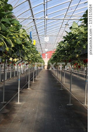 草莓採摘、草莓農場、溫室種植、一月、季節、家人、朋友、維生素、紅色、水果 135315084