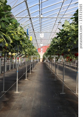 草莓採摘、草莓農場、溫室種植、一月、季節、家人、朋友、維生素、紅色、水果 135315085