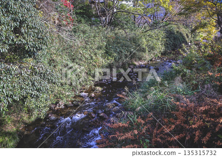 Nov 23 2025 Tranquil Stream Through Lush Garden Shrubs With Rocks 135315732