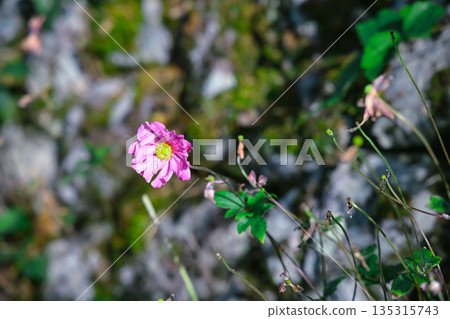 Nov 23 2025 Pink Flower On Rocky Stem In Natural Outdoor Nov 23 2025 Pink Flower On Rocky Stem In Natural Outdoor 135315743