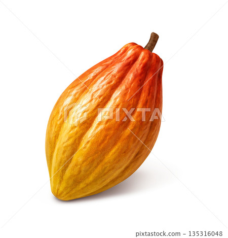 可可豆莢寫實插圖 135316048