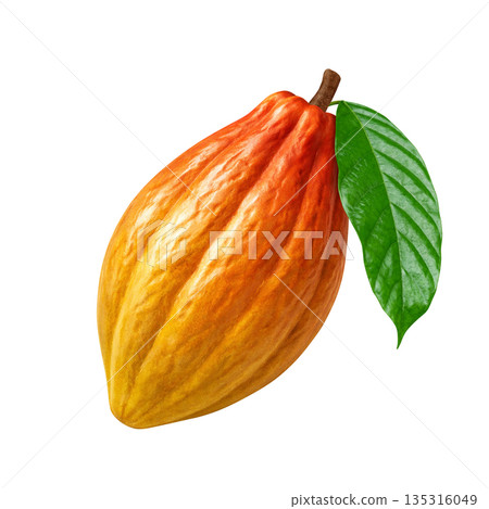 Chocolate cacao pod illustration realistic Chocolate cacao pod illustration realistic 135316049