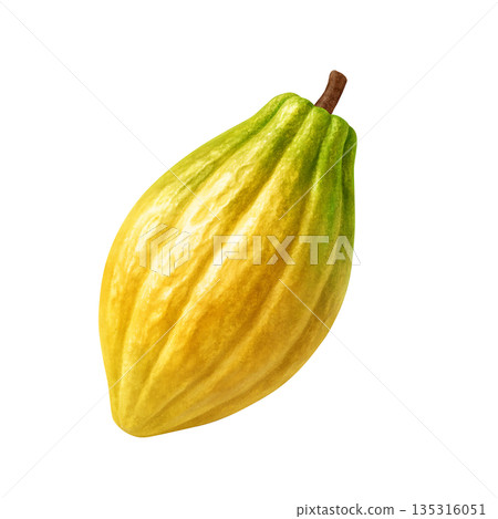 Cacao cacao pod illustration realistic Cacao cacao pod illustration realistic 135316051