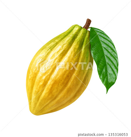 Cacao cacao pod illustration realistic 135316053