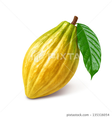 巧克力可可豆莢的逼真插圖 巧克力可可豆莢的逼真插圖 135316054