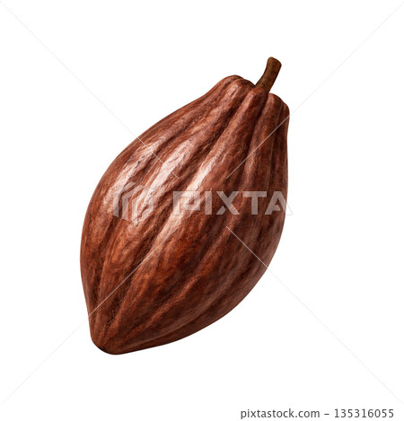 Cacao cacao pod illustration realistic Cacao cacao pod illustration realistic 135316055