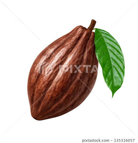Cacao cacao pod illustration realistic 135316057