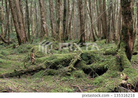 Shirakome Pond, Moss and Primeval Forest Shirakome Pond, Moss and Primeval Forest 135316218