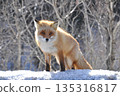一隻赤狐站在北海道的雪地上 135316817