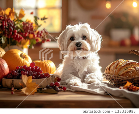 秋日裡，一隻馬爾濟斯犬坐在餐桌旁，營造出溫馨的室內氛圍。 135316983