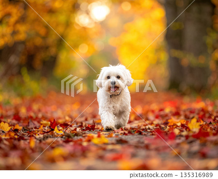 一隻毛色金黃色的馬爾濟斯犬沿著落葉鋪成的小路漫步。 135316989