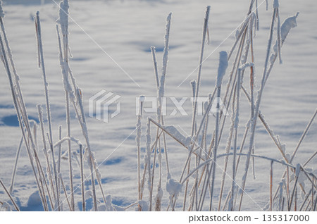 Grass covered in frost [Hakuba Village, Kitaazumi District] 135317000