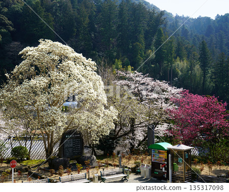 Hase-ji Temple cherry blossoms Nara Prefecture Hase-ji Temple cherry blossoms Nara Prefecture 135317098