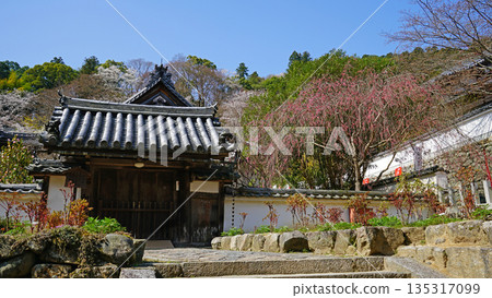 Hase-ji Temple cherry blossoms Nara Prefecture Hase-ji Temple cherry blossoms Nara Prefecture 135317099