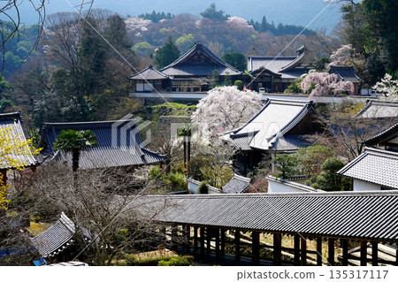 Hase-ji Temple櫻花奈良縣 Hase-ji Temple櫻花奈良縣 135317117