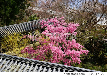 Hase-ji Temple cherry blossoms Nara Prefecture 135317122