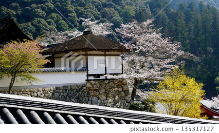 Hase-ji Temple cherry blossoms Nara Prefecture Hase-ji Temple cherry blossoms Nara Prefecture 135317127