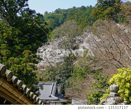 Hase-ji Temple櫻花奈良縣 Hase-ji Temple櫻花奈良縣 135317137