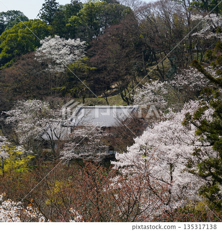Hase-ji Temple櫻花奈良縣 Hase-ji Temple櫻花奈良縣 135317138