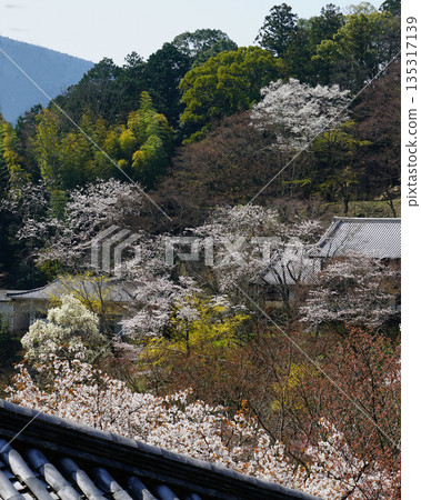 Hase-ji Temple櫻花奈良縣 135317139