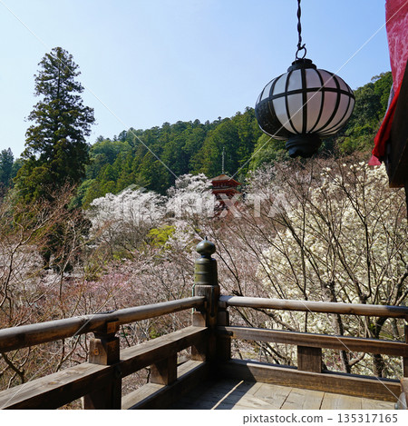 Hase-ji Temple cherry blossoms Nara Prefecture Hase-ji Temple cherry blossoms Nara Prefecture 135317165