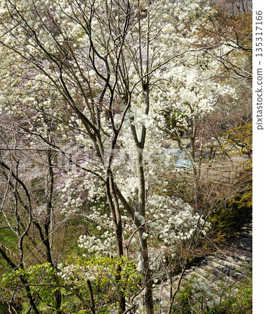 Hase-ji Temple cherry blossoms Nara Prefecture 135317166