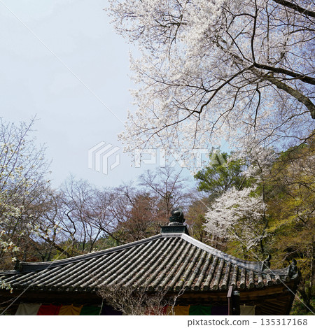 Hase-ji Temple cherry blossoms Nara Prefecture Hase-ji Temple cherry blossoms Nara Prefecture 135317168