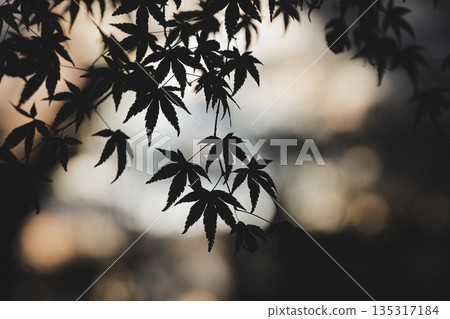 Silhouettes of autumn leaves illuminated by sunlight filtering through the trees Silhouettes of autumn leaves illuminated by sunlight filtering through the trees 135317184