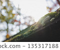 苔蘚覆蓋的屋頂在柔和的光線下閃閃發光。 135317188