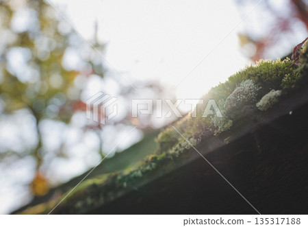 苔蘚覆蓋的屋頂在柔和的光線下閃閃發光。 135317188