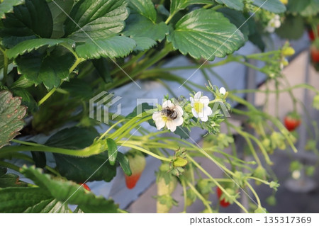 Honeybee, honeybee, strawberry farm, strawberry farmer, January, winter, pollination, insect Honeybee, honeybee, strawberry farm, strawberry farmer, January, winter, pollination, insect 135317369