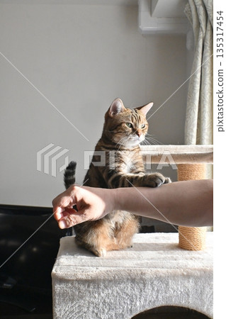 貓咪擊掌問候 135317454