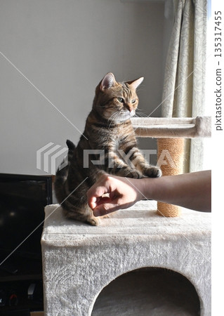 貓咪擊掌問候 135317455