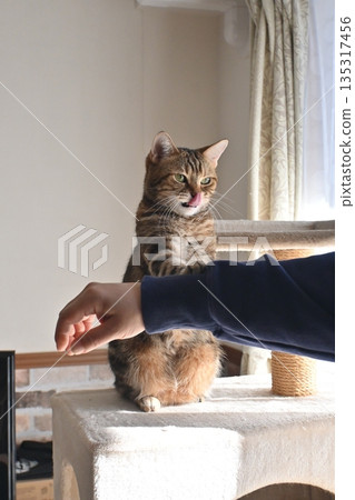 Cat greeting with a high five Cat greeting with a high five 135317456