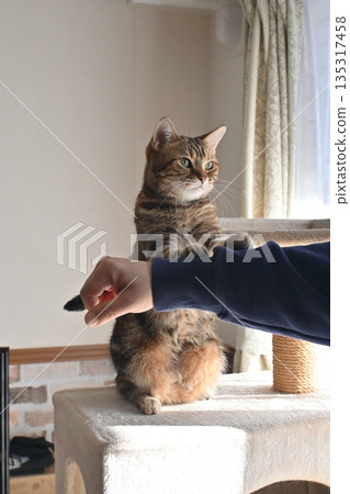 Cat greeting with a high five Cat greeting with a high five 135317458