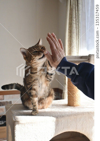 Cat greeting with a high five Cat greeting with a high five 135317459