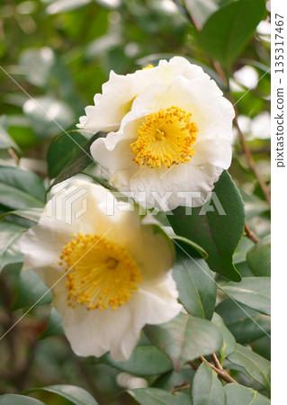 White camellias blooming in winter - Yukimi-guruma 135317467