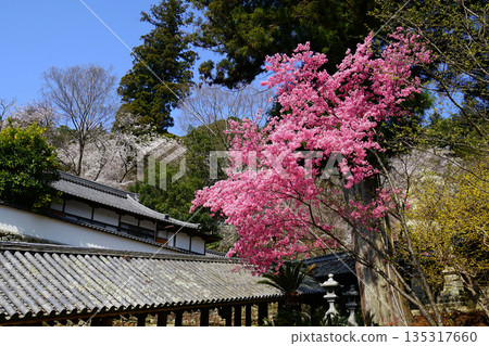 Hase-ji Temple櫻花奈良縣 135317660
