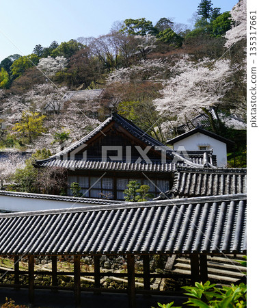 Hase-ji Temple櫻花奈良縣 Hase-ji Temple櫻花奈良縣 135317661