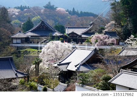 Hase-ji Temple cherry blossoms Nara Prefecture Hase-ji Temple cherry blossoms Nara Prefecture 135317662