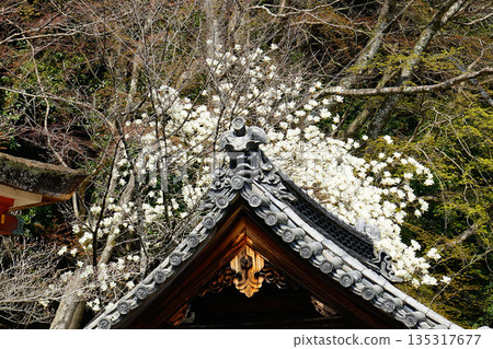 Hase-ji Temple櫻花奈良縣 Hase-ji Temple櫻花奈良縣 135317677