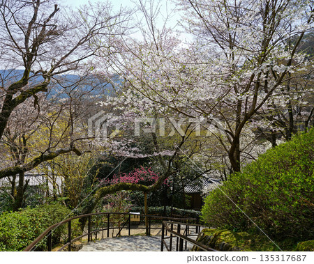 Hase-ji Temple cherry blossoms Nara Prefecture Hase-ji Temple cherry blossoms Nara Prefecture 135317687