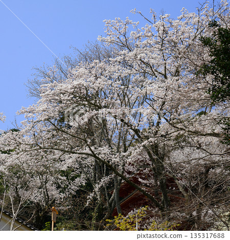 Hase-ji Temple櫻花奈良縣 Hase-ji Temple櫻花奈良縣 135317688
