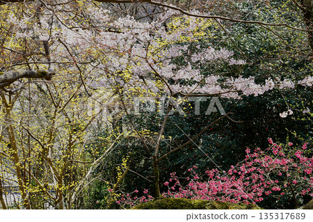 Hase-ji Temple櫻花奈良縣 Hase-ji Temple櫻花奈良縣 135317689