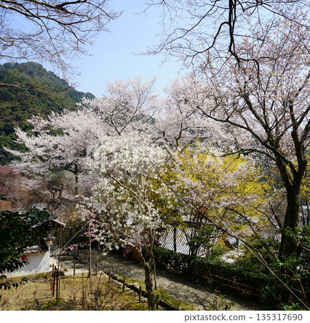 Hase-ji Temple櫻花奈良縣 Hase-ji Temple櫻花奈良縣 135317690