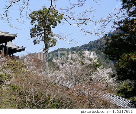 Hase-ji Temple櫻花奈良縣 Hase-ji Temple櫻花奈良縣 135317691